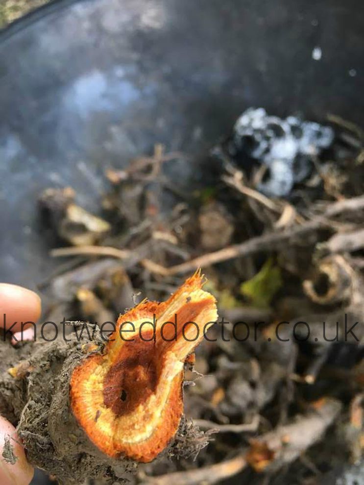 japanese knotweed rhizome