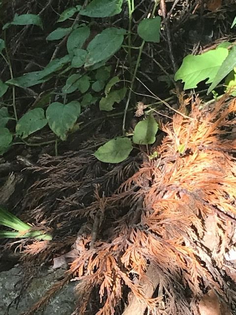 japanese-knotweed-wrexham