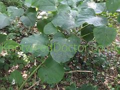 giant-knotweed-removal