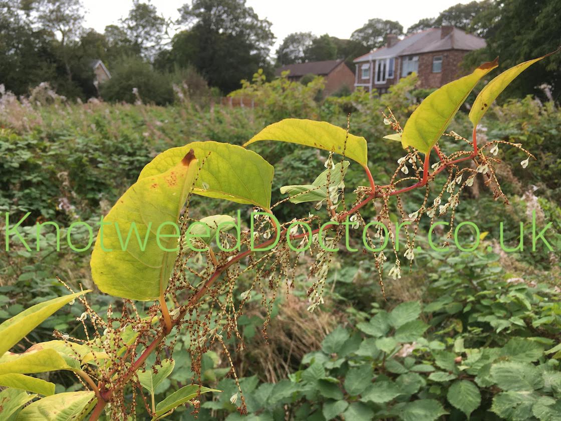 japanese-knotweed-seeds