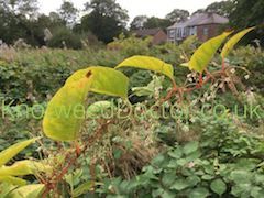 japanese-knotweed-seeds-sm