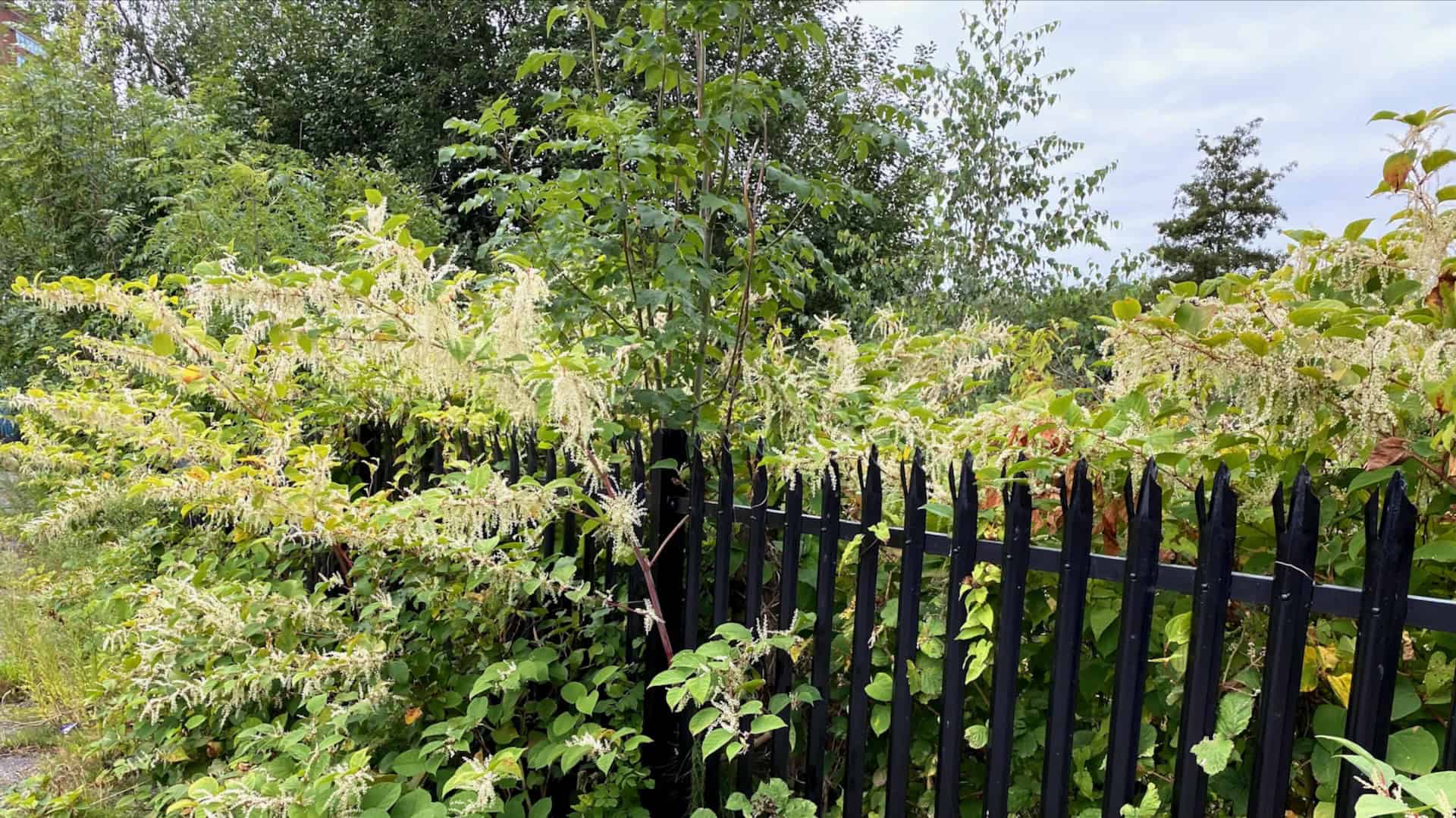 Large Japanese knotweed infestation growing beside property boundary fence