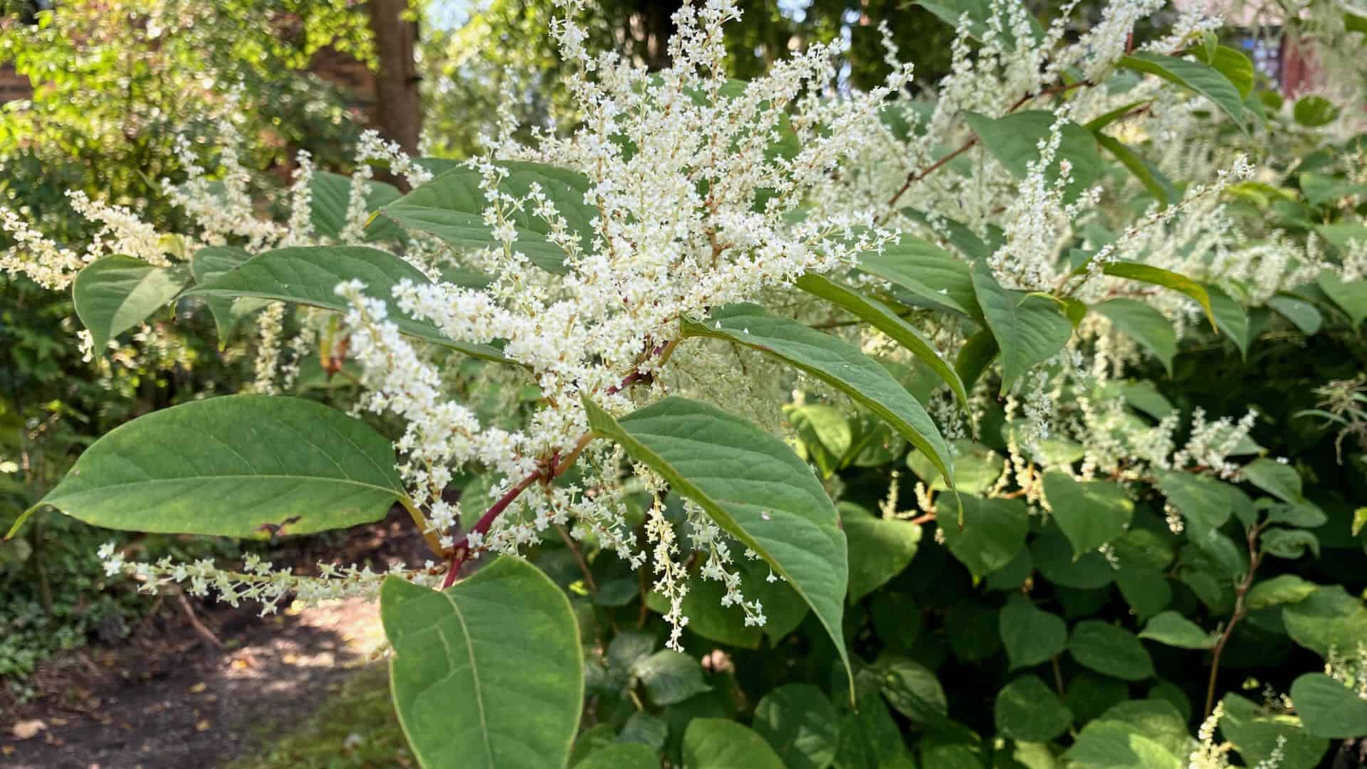 Close up of Japanese knotweed leaves and flower clusters