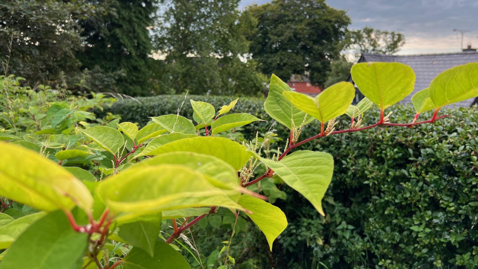 Japanese knotweed growing near a residential property garden