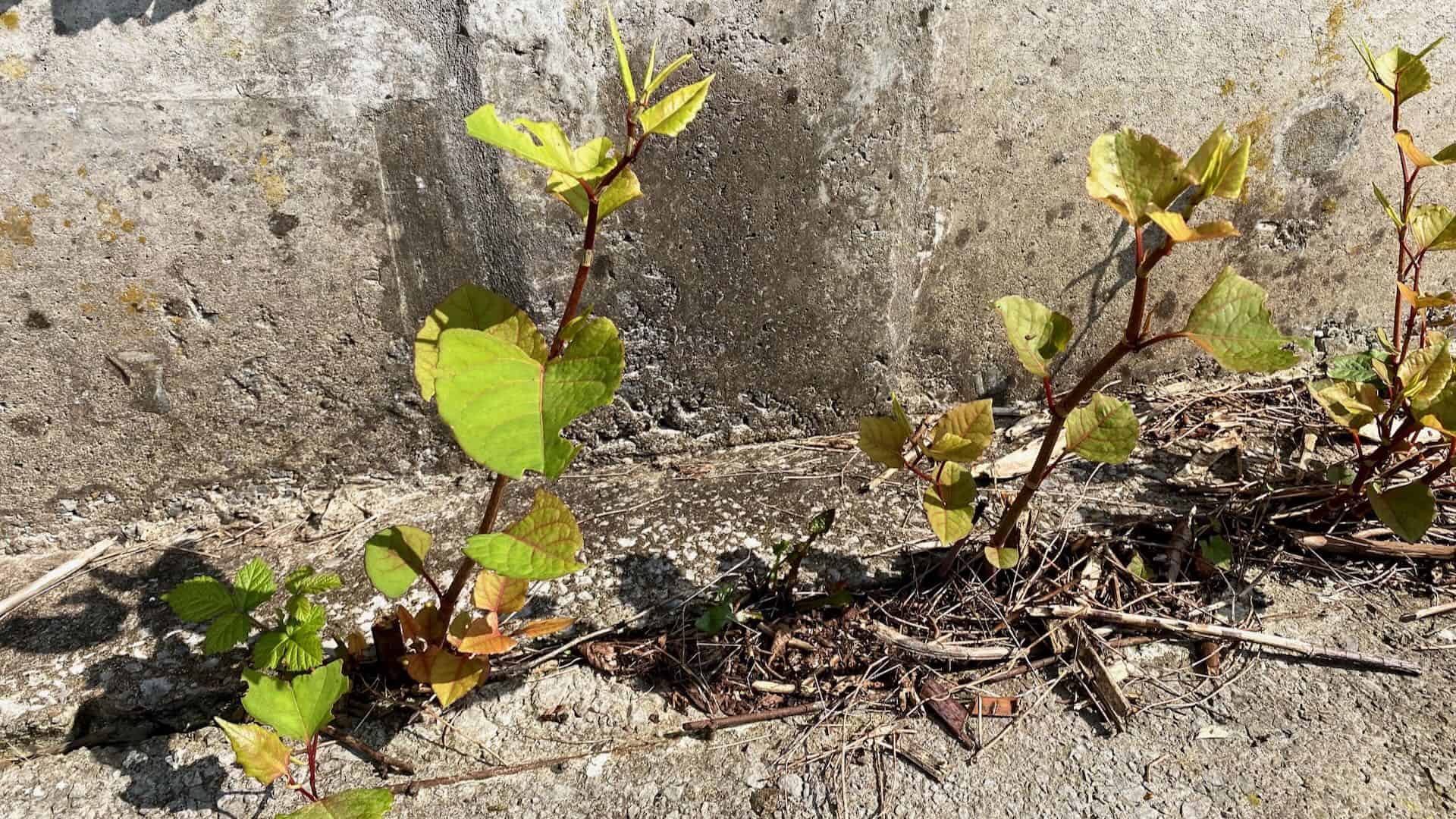 Young Japanese knotweed shoots growing beside a concrete wall