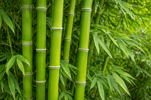 Bamboo stems compared to Japanese knotweed canes