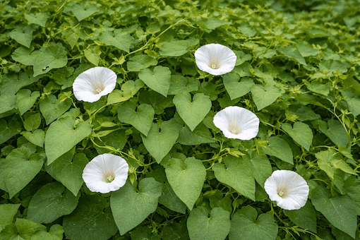 Bindweed climbing plant often mistaken for Japanese knotweed