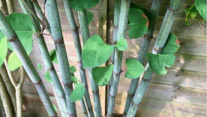 Japanese knotweed hollow bamboo-like stems with visible segmented nodes