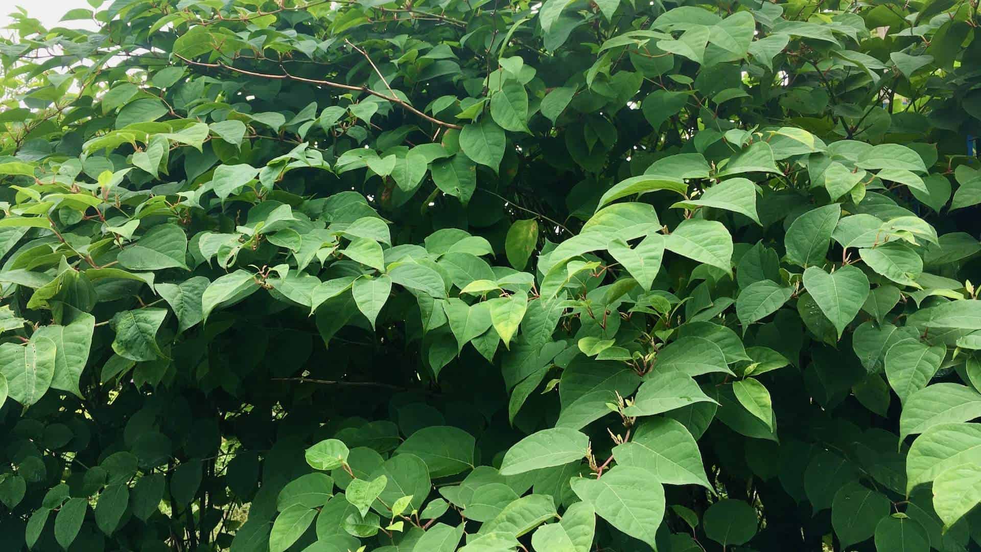 Mature Japanese knotweed leaves showing the characteristic shield-shaped leaf structure
