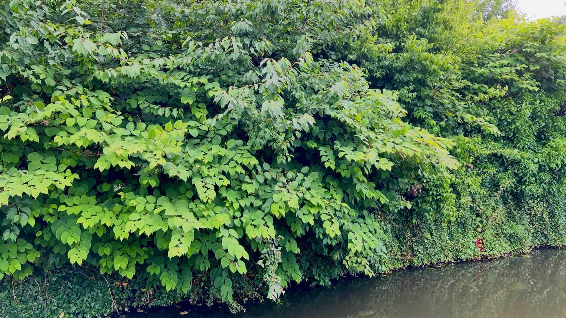 Japanese knotweed growing along a riverbank