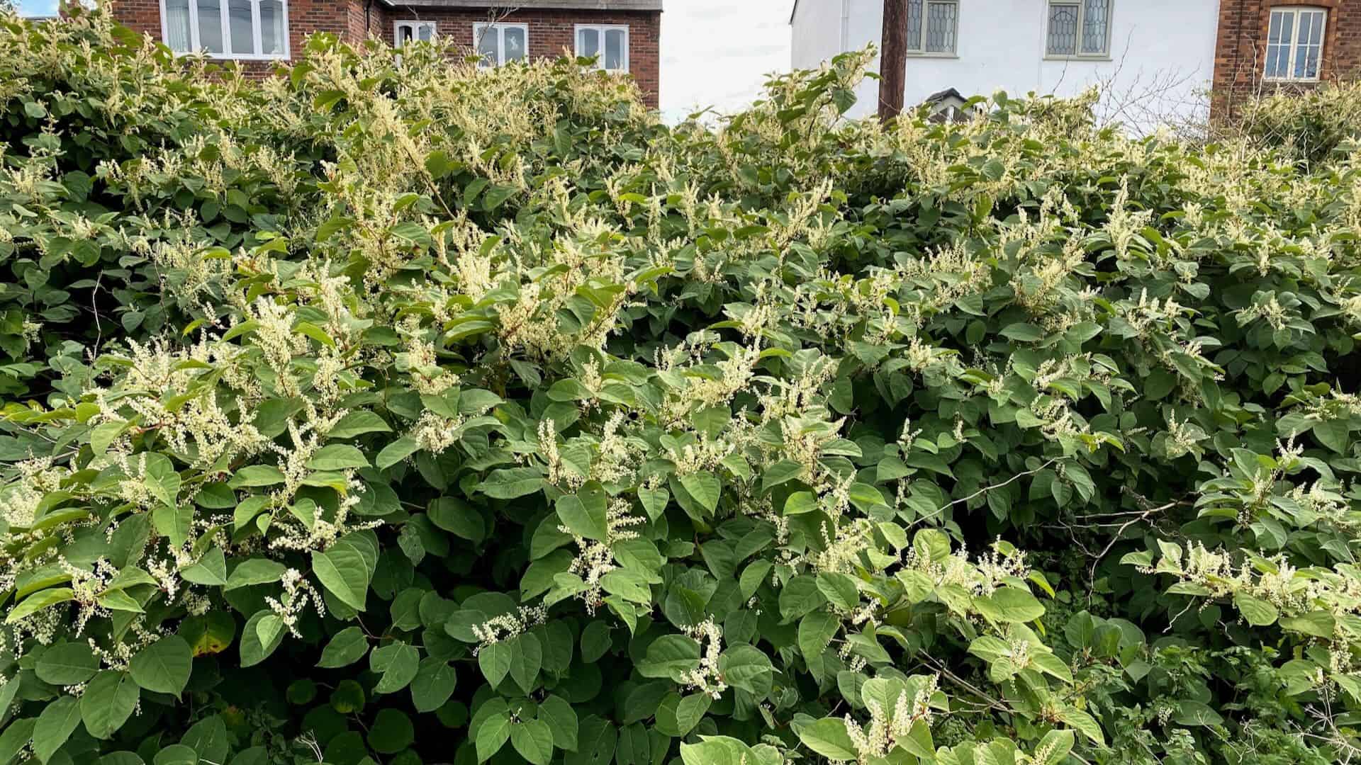 Large Japanese knotweed infestation in full growth