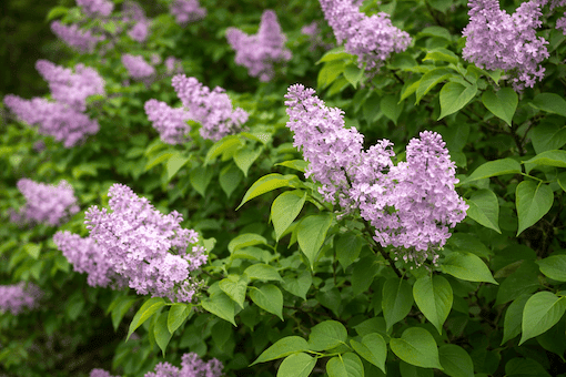 Lilac shrub leaves sometimes mistaken for knotweed
