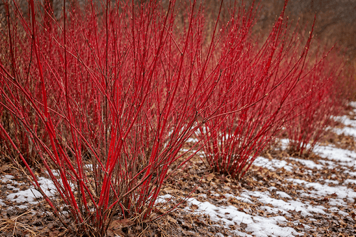 Red stem dogwood winter stems similar to knotweed