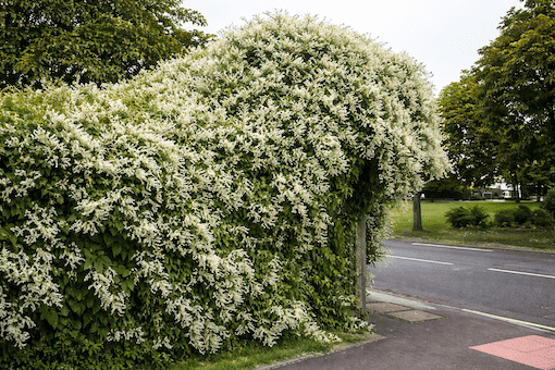 Russian vine fast growing climber mistaken for knotweed